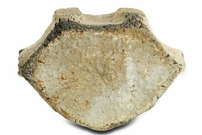 Fossil Whale Lumbar Vertebra - Yorktown Formation #362081